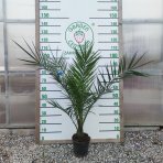 Ďatľovník kanársky (Phoenix canariensis) - výška 100-130 cm, kont. C3L ( -4°C)